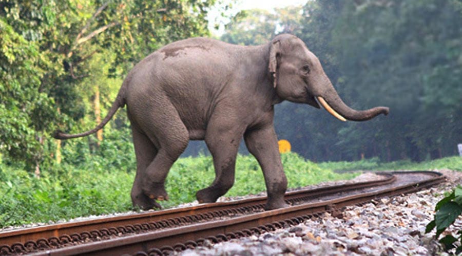 Assam: A wild elephant was killed after being hit by a goods train