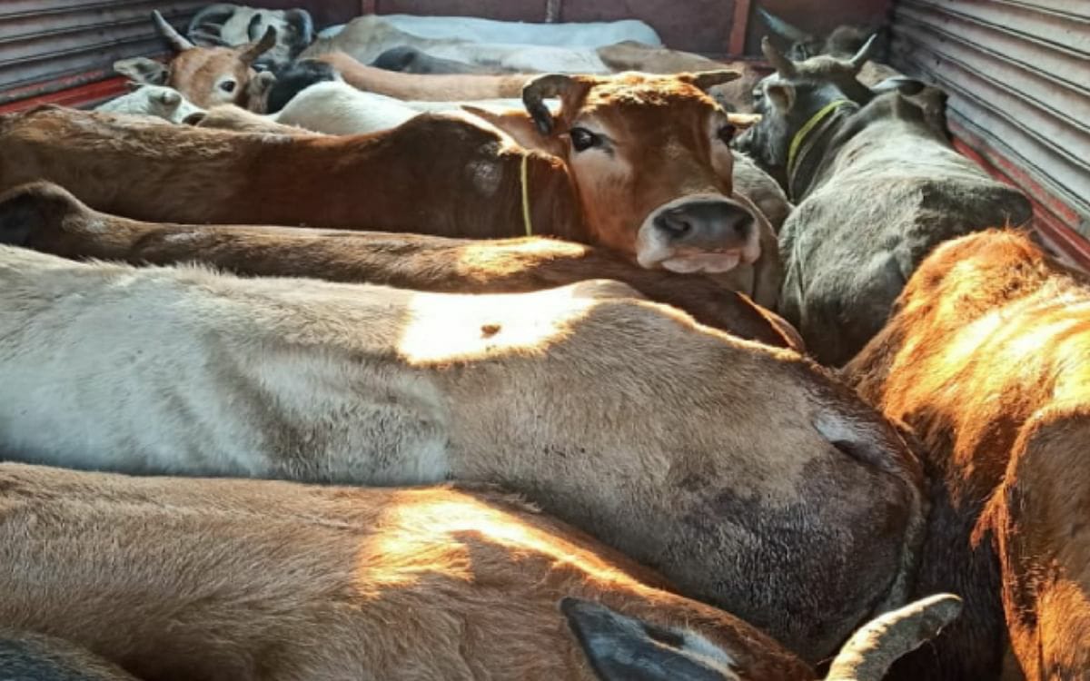 Assam: 41 Cattle Heads Rescued In Bokakhat; 1 held