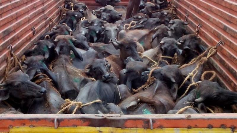 Assam: Truck With 35 Cattle Heads Seized Golaghat