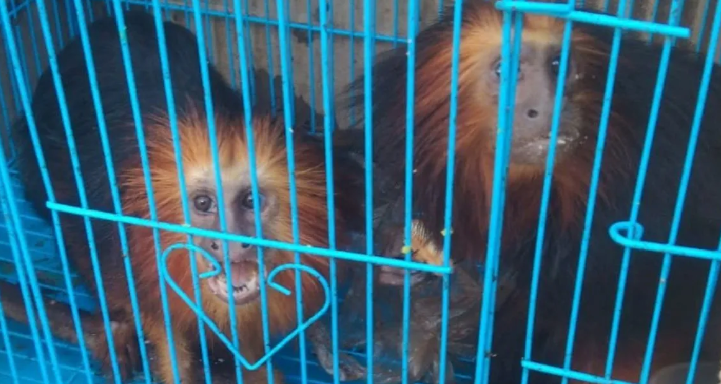 140 exotic animals seized in Champhai